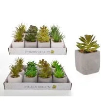 Indoor Evergreen Succulent In Pot