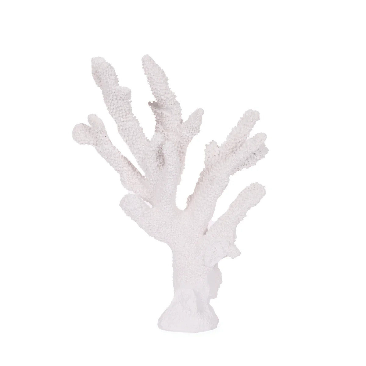 White Staghorn Coral Small