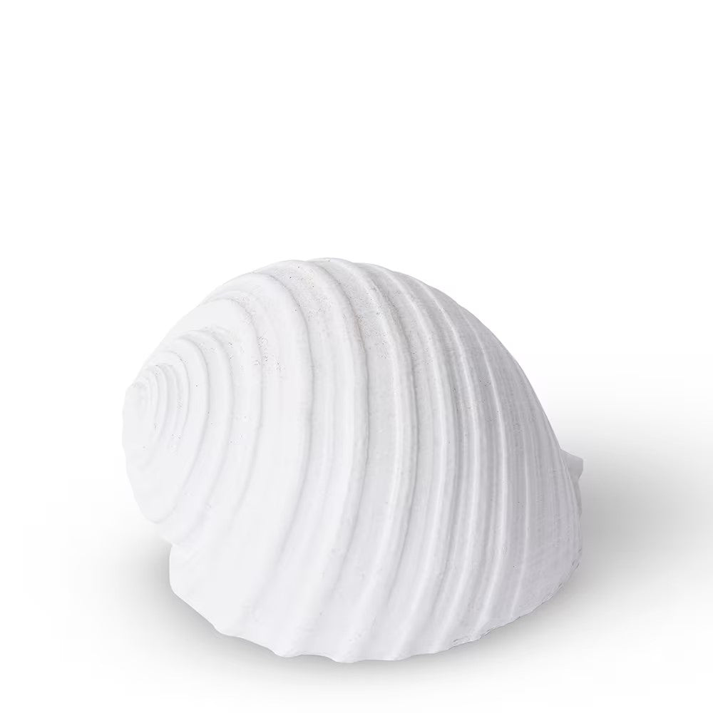 Shell Moon Snail White 11cm